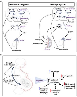 Corticotropin-Releasing Hormone As the Homeostatic Rheostat of Feto-Maternal Symbiosis and Developmental Programming In Utero and Neonatal Life